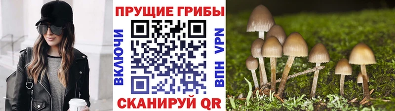 Псилоцибиновые грибы Psilocybine cubensis  Петров Вал 